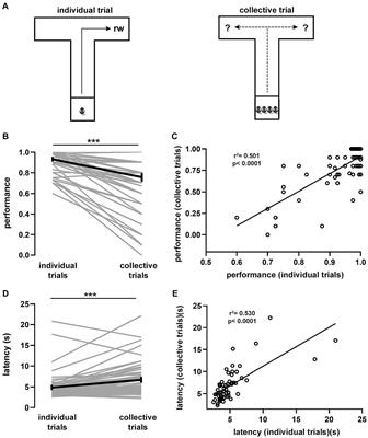 Dominance hierarchy regulates social behavior during spatial movement